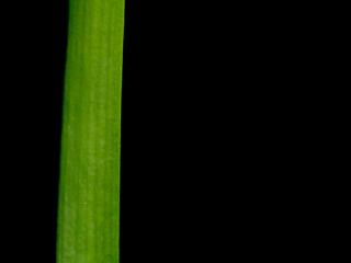Img.VTax4333.ExN.Img3