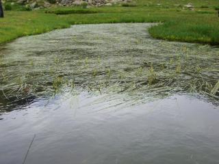 Img.VTax4333.ExN.Img4