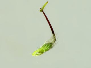 Img.VTax439.ExN.Img4