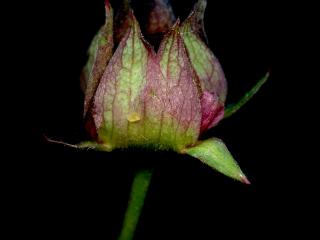 Img.VTax443.ExN.Img14