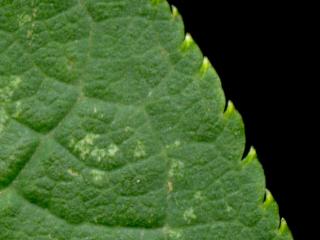 Img.VTax525.ExN.Img6