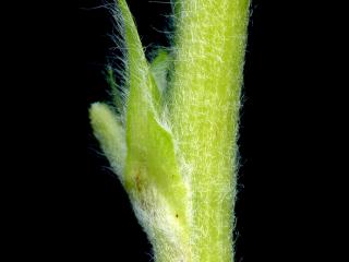 Img.VTax614.ExN.Img10