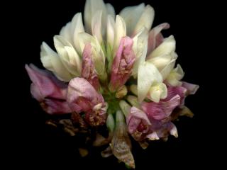 Img.VTax785.ExN.Img12