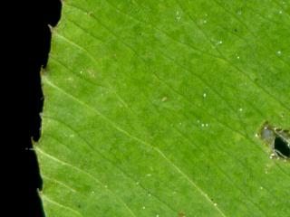 Img.VTax785.ExN.Img7