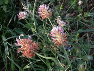 Img.VTax819.ExN.Img3