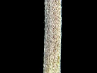 Img.VTax829.ExN.Img10