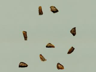 Img.VTax903.ExN.Img6