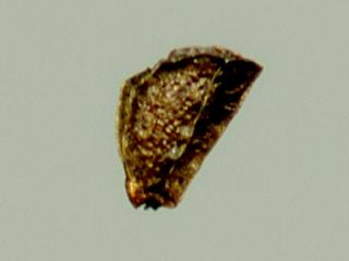 Img.VTax903.ExN.Img7