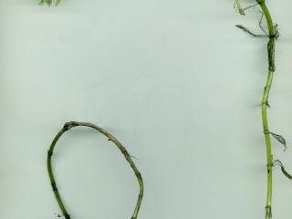 Img.VTax922.ExN.Img1