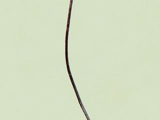 Img.VTax956.ExN.Img7