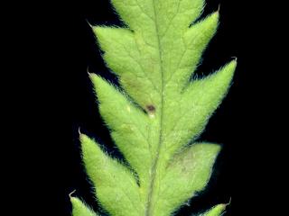 Img.VTax956.ExN.Img9