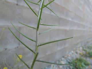 Img.VTax992.ExN.Img1