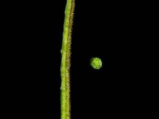 Img.VTax992.ExN.Img4