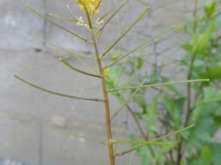 Img.VTax992.ExN.Img5