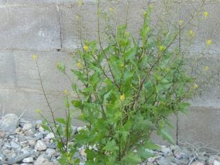 Img.VTax992.ExN.Img6