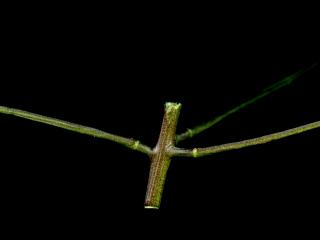Img.VTax992.ExN.Img9