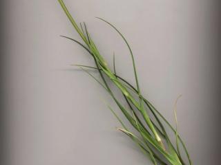 VTax3339.ExN_.Img13.jpg