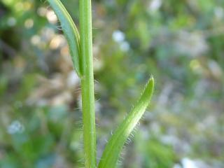 Img.VTax1095.ExN.Img7