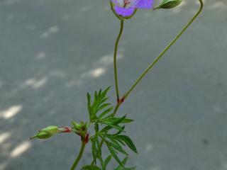 Img.VTax1370.ExN.Img29