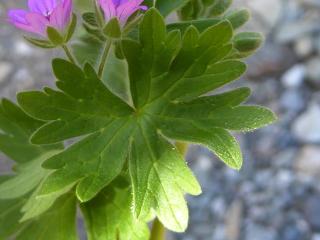 Img.VTax1375.ExN.Img35