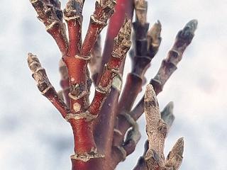 Img.VTax1491.ExN.Img22