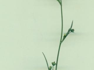 Img.VTax1572.ExN.Img1