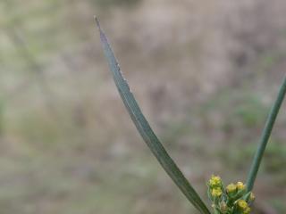 Img.VTax1572.ExN.Img6