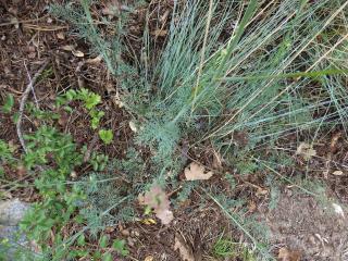 Img.VTax1575.ExN.Img13