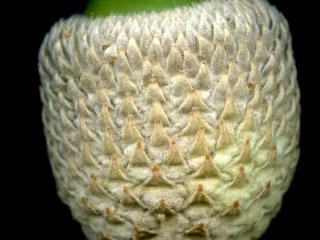 Img.VTax1664.ExN.Img10