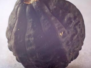Img.VTax1849.ExN.Img13