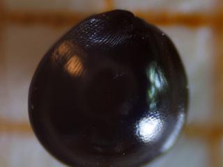 Img.VTax2127.ExN.Img9