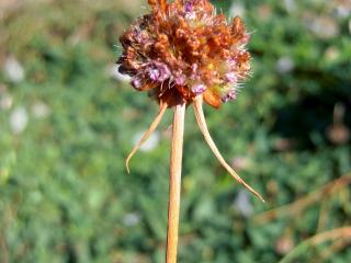 Img.VTax2222.ExN.Img4
