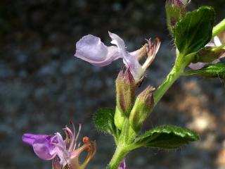 Img.VTax2392.ExN.Img9