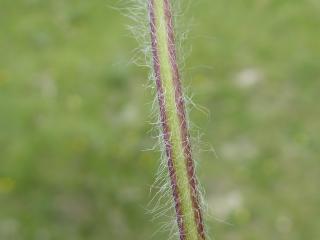 Img.VTax2447.ExN.Img11