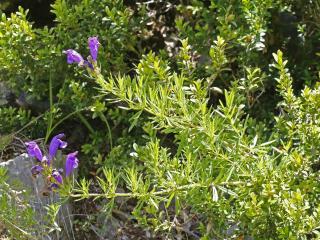 Img.VTax2460.ExN.Img3