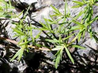 Img.VTax2460.ExN.Img7