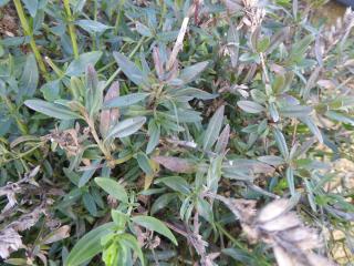 Img.VTax2485.ExN.Img11
