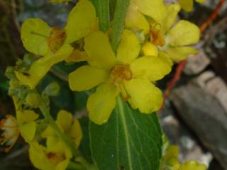Img.VTax2588.ExN.Img37