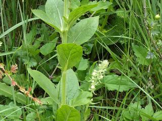 Img.VTax2588.ExN.Img38