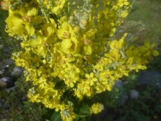 Img.VTax2588.ExN.Img40