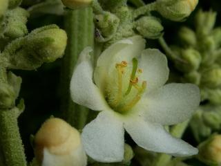 Img.VTax2588.ExN.Img42