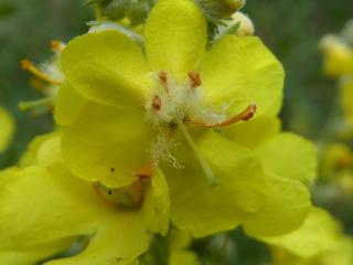 Img.VTax2588.ExN.Img43