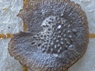 Img.VTax2626.ExN.Img9