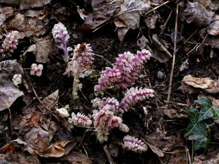 Img.VTax2731.ExN.Img9
