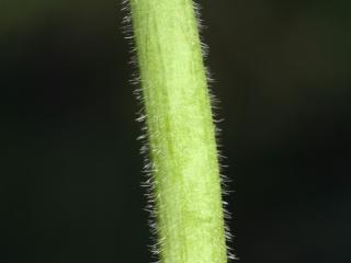 Img.VTax276.ExN.Img4