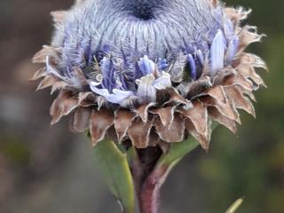 Img.VTax2775.ExN.Img27