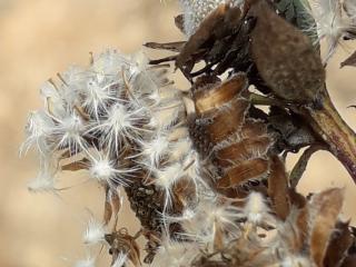 Img.VTax2775.ExN.Img30