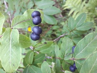Img.VTax2875.ExN.Img4