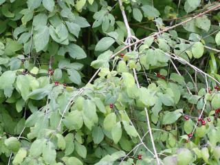 Img.VTax2876.ExN.Img14