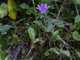 Img.VTax2942.ExN.Img24